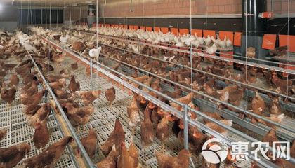 海兰褐壳蛋鸡与海兰褐蛋鸡苗——优质农产品的理想选择