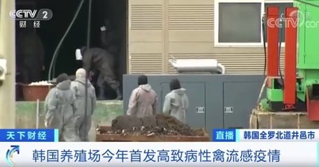 韩国禽流感疫情升级 40万只家禽遭扑杀，家禽销售市场面临挑战