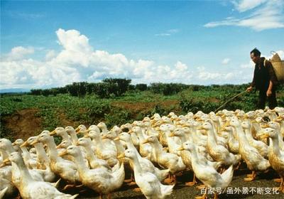 鸭养殖的成本与利润分析 家禽销售的机遇与挑战