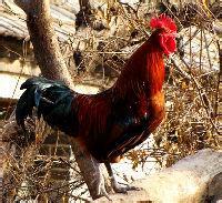 济南优质禽苗 笨鸡苗、鹅苗、草鸡苗、柴鸡苗、土鸡苗、蛋鸭苗与绿壳蛋鸡苗详解