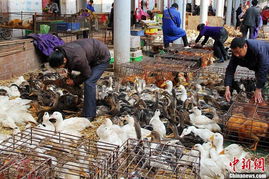 直击浙江 科学救治人感染H7N9禽流感，守护农产品安全链