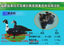 广东地区鸭苗批发市场行情与价格指导——以中山、番禺、东莞为例
