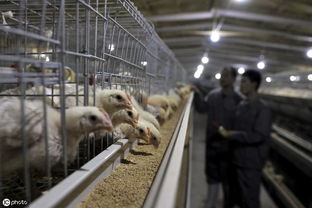 应对鸡群发病率上升 保障农产品安全与产业可持续发展的综合策略