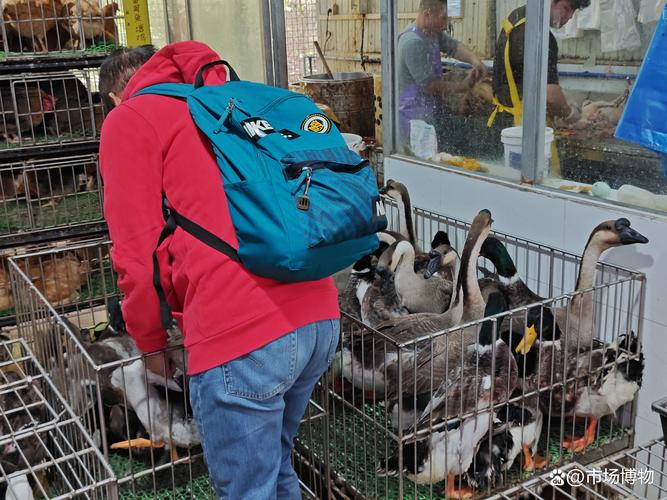 荔塱活禽市场 市区最后的烟火气，家禽销售者的精神家园