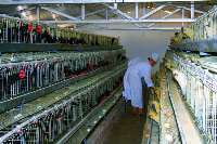 厂区形象与企业风采 正宁县陇鑫家禽养殖厂——黑凤乌鸡产业领航者