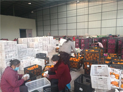 井研 防疫春耕两手抓，筑牢根基保供给