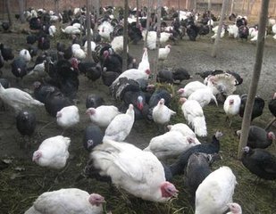 广州火鸡苗低价热销，质优价廉欢迎选购