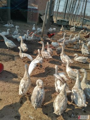 李进士堂韩楼 优质绿化苗木与散养家禽的一站式采购地