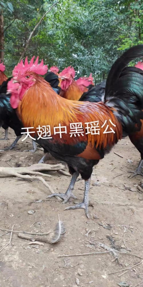 万源鸡苗孵化厂 技术与品质并重，打造优质农产品产业链