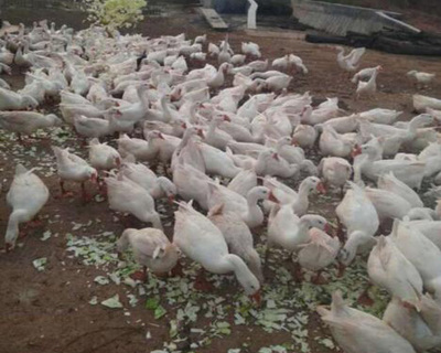 家禽美食与市场前景 河南热菜销售与金泉网产品频道助力行业发展