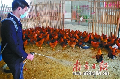 市民淡定应对市场波动，家禽销售总体稳定