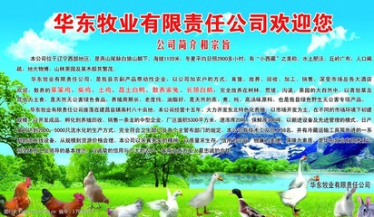 打造吸睛家禽广告门头 提升销售的视觉策略