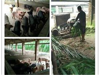 走进宜州市博德养殖有限责任公司 优质生态养殖与绿色农产品供应