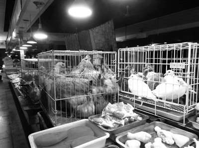 农贸市场悄然恢复活鸡销售，市民家禽购买选择增多