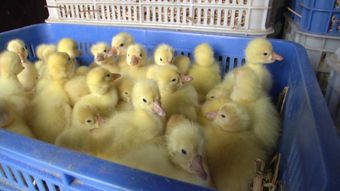 湖北天门20000只鹅苗乘机飞往乌鲁木齐，开启家禽销售新篇章