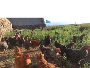 工作队教你在草原上养鸡鸭，家禽销售新机遇